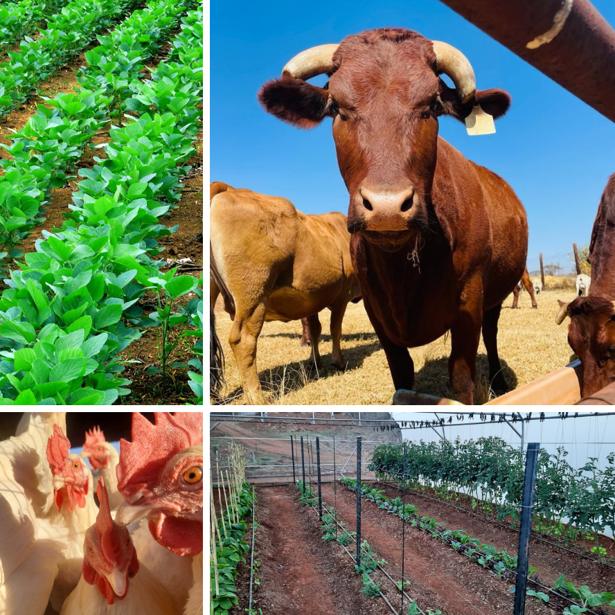 National Certificate Animal & Plant Production – Agri Skills Transfer